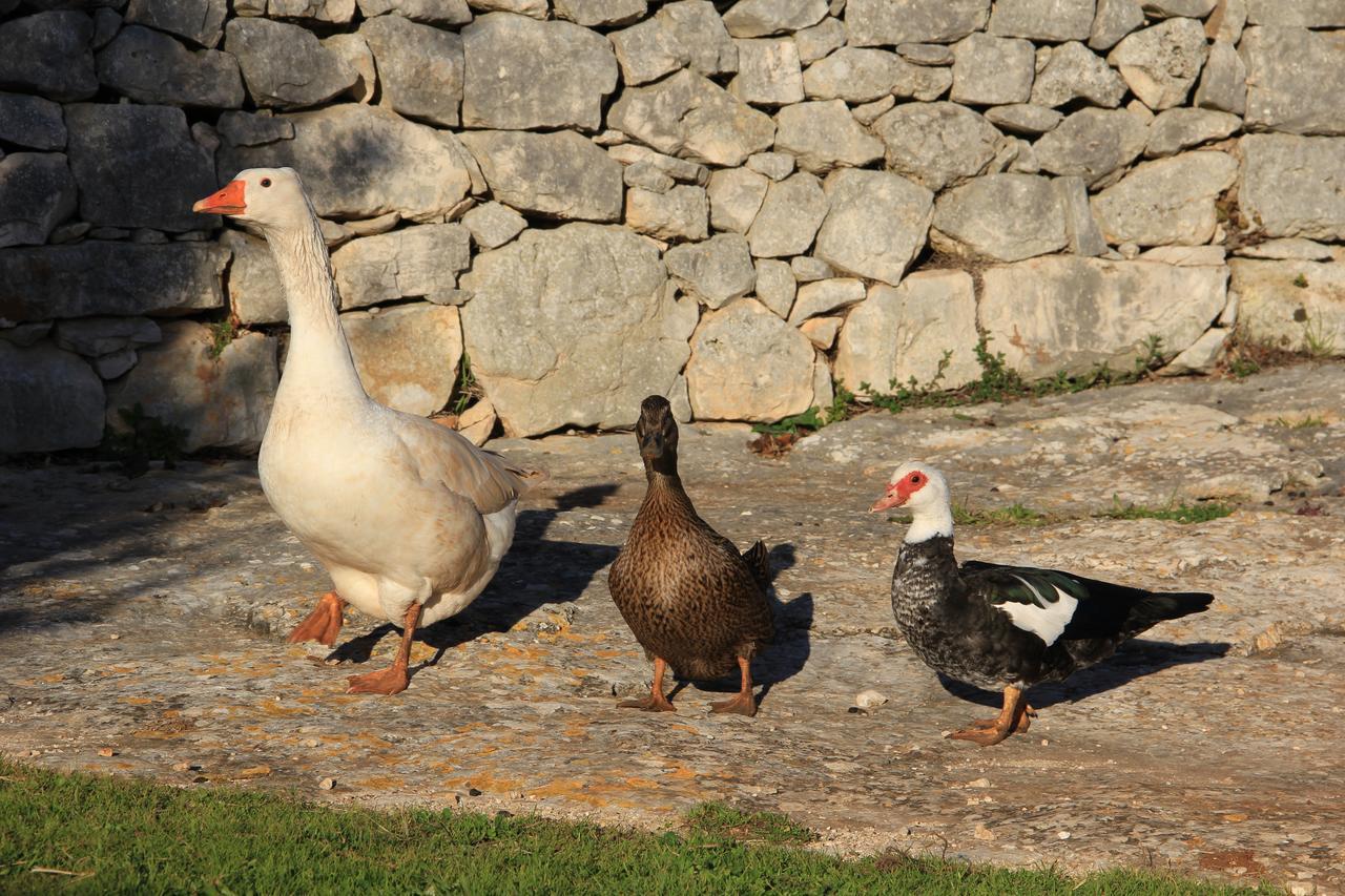 Masseria Trulli Sull'Aia ชิสแตร์นีโน ภายนอก รูปภาพ